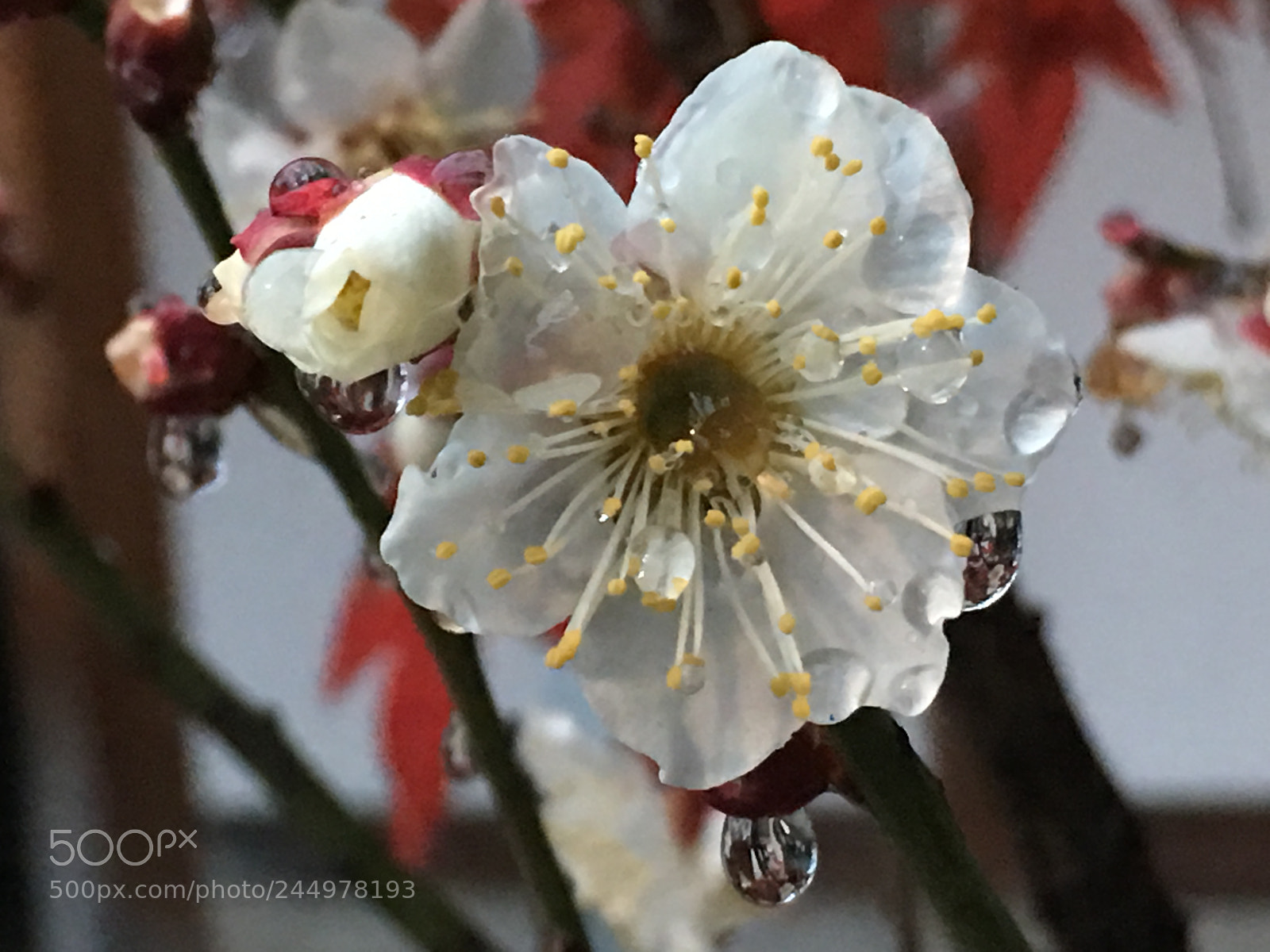 Apple iPhone 6s Plus sample photo. Winter2018 flowers photography