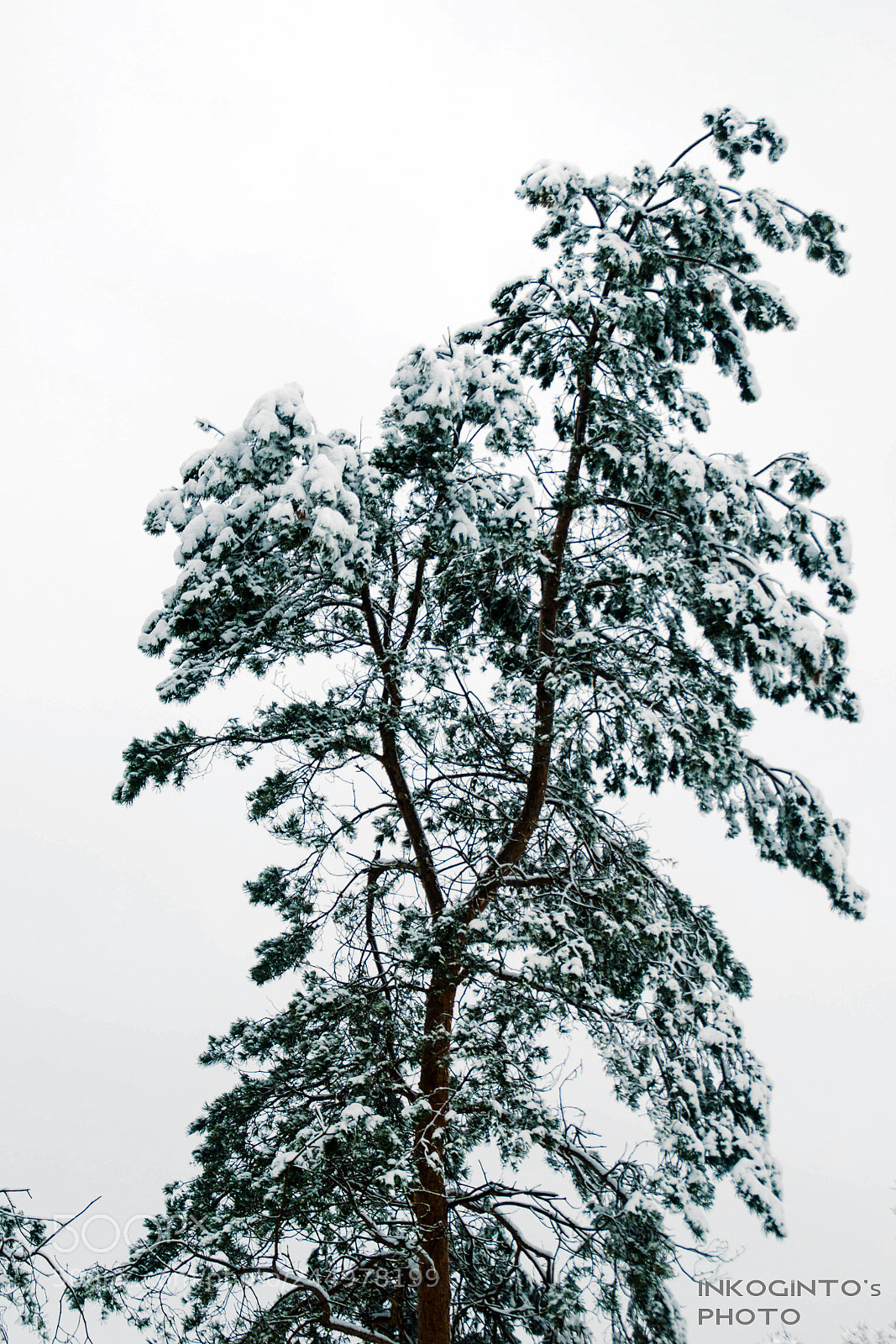 Nikon D5100 sample photo. Air. wind. photography