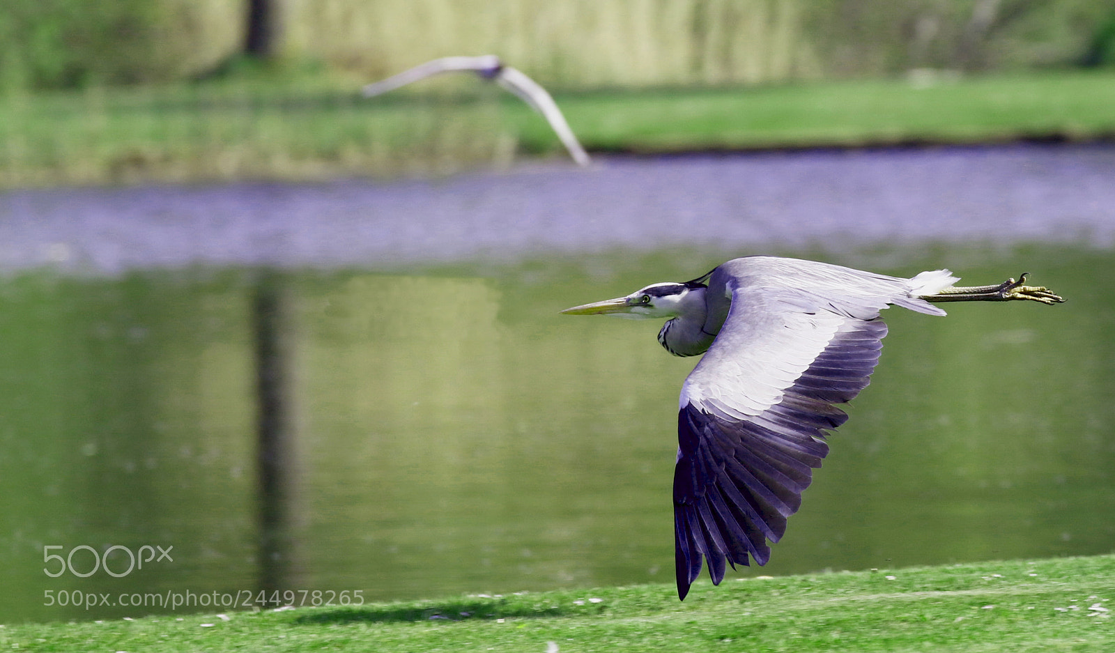 Canon EOS 7D Mark II sample photo. Reiger photography