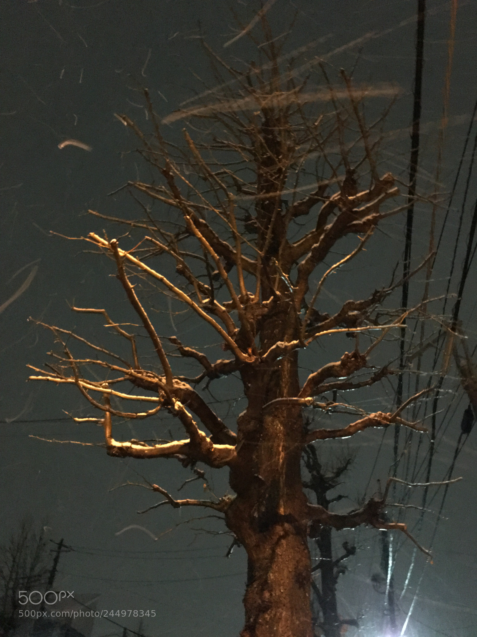 Apple iPhone 6s Plus sample photo. Winter2018 tree photography