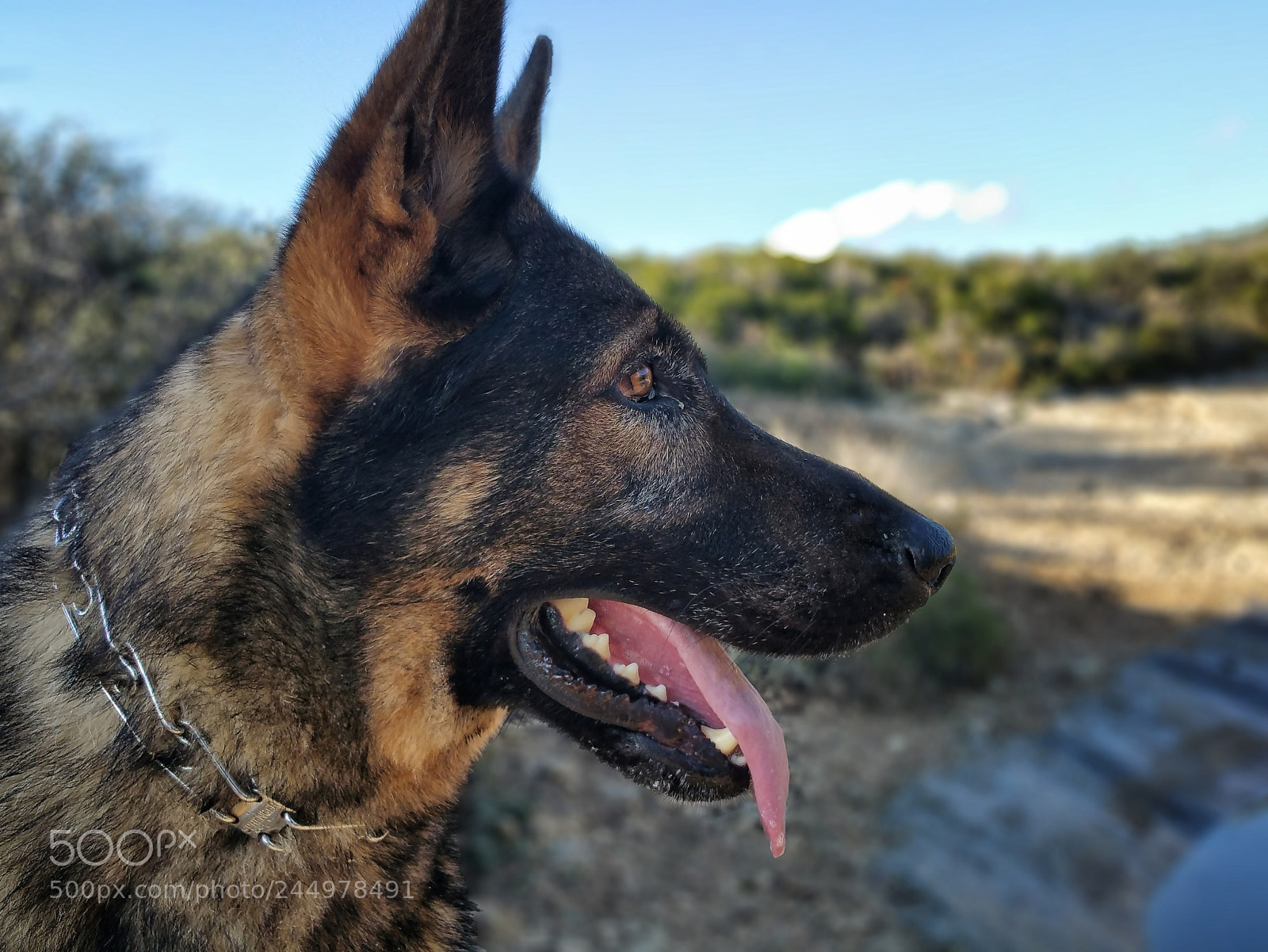 Samsung Galaxy Note4 sample photo. Zeus photography