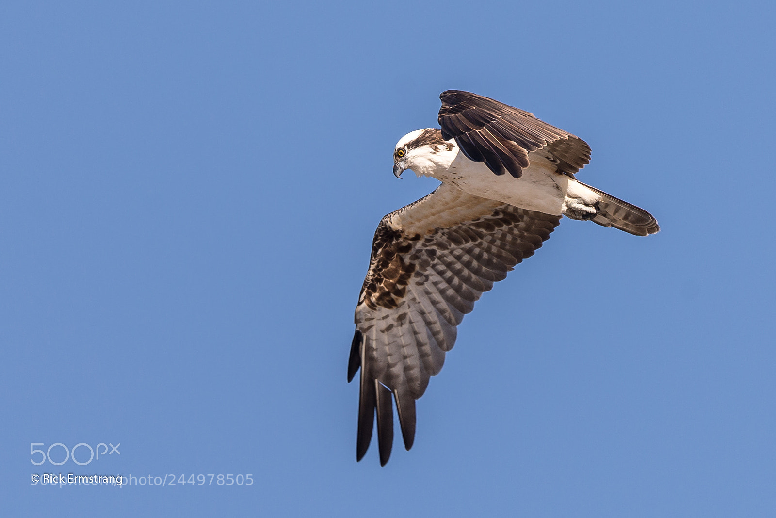 Nikon D610 sample photo. Praying  osprey photography