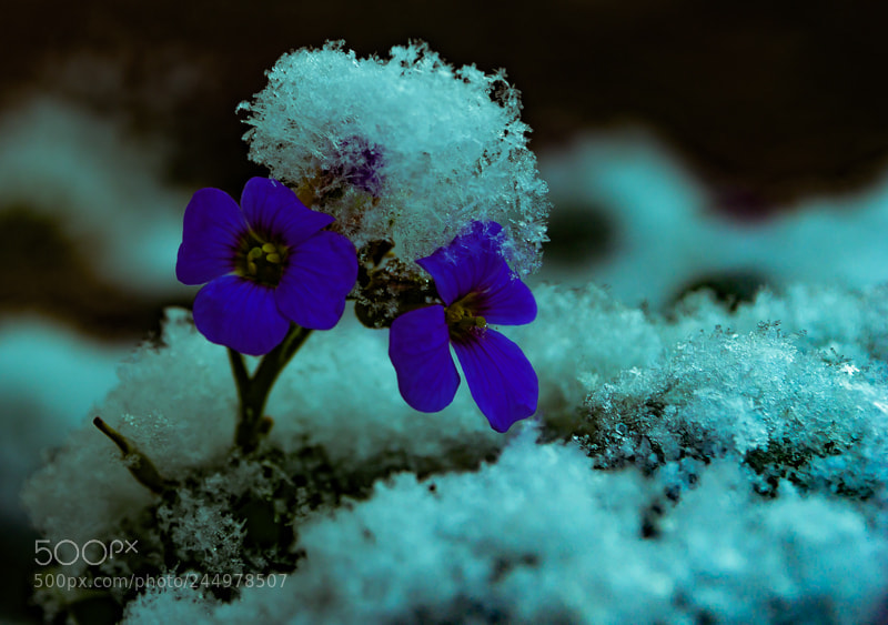 Olympus OM-D E-M5 sample photo. Flowers in winter photography