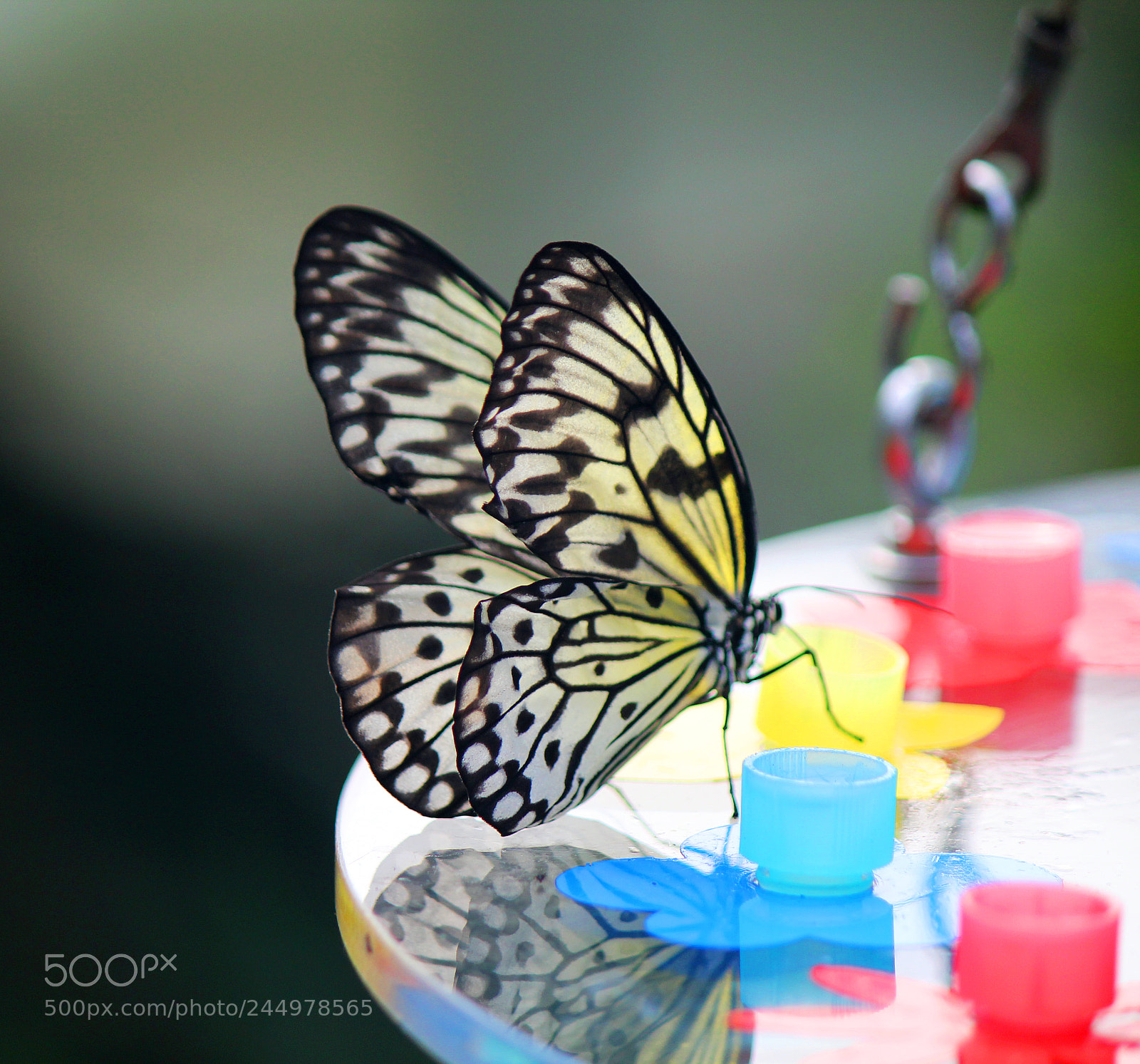Canon EOS 1200D (EOS Rebel T5 / EOS Kiss X70 / EOS Hi) sample photo. Papiliorama photography