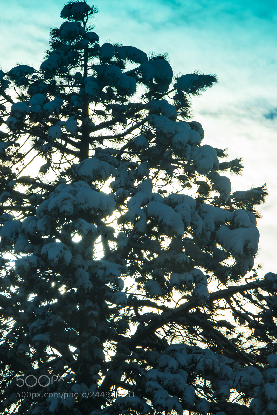 Nikon D800 sample photo. Snow pine trees photography