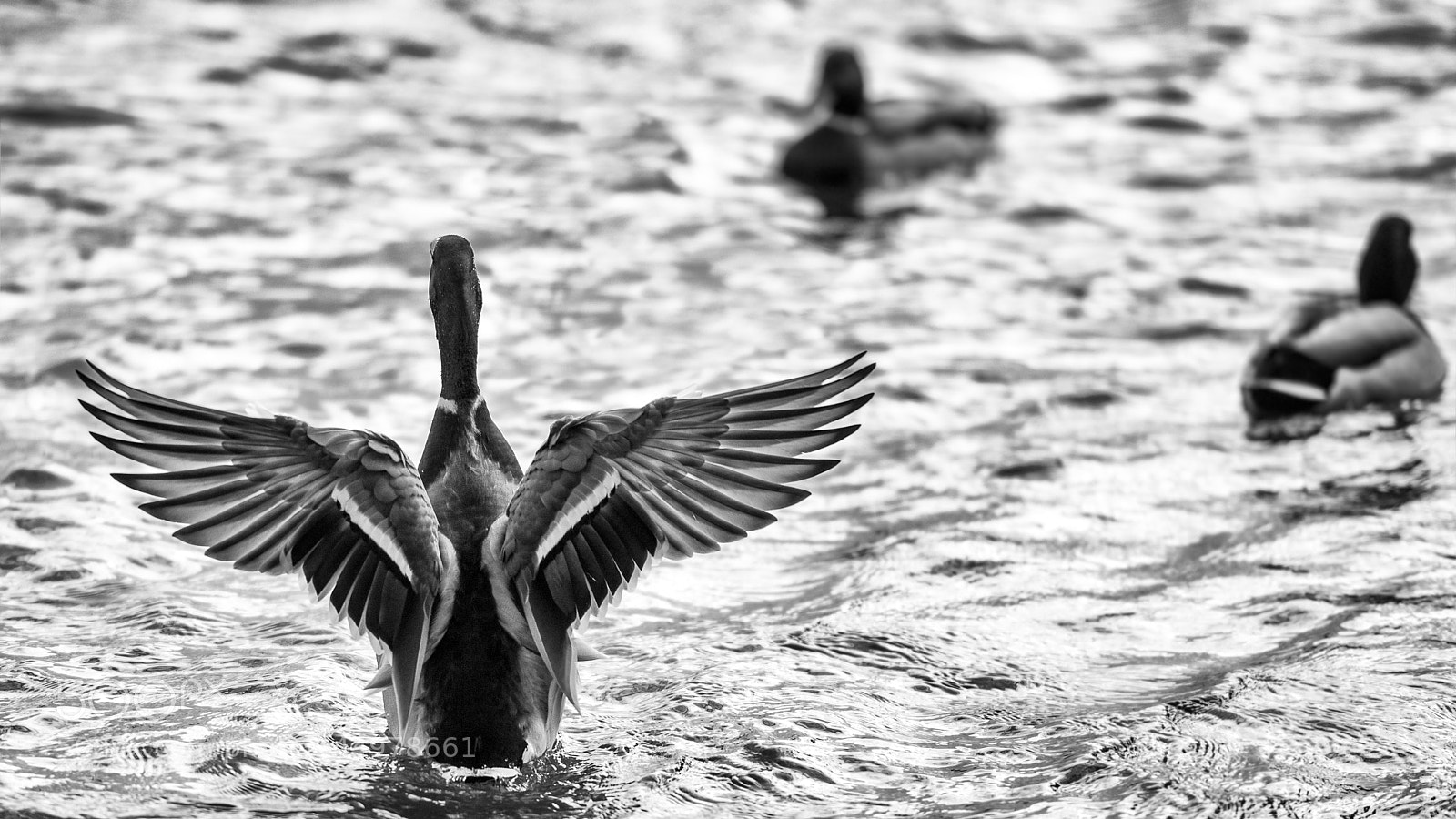Nikon D810 sample photo. Clear off! photography