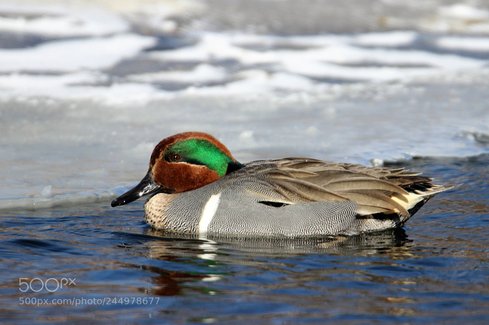 Canon EOS 600D (Rebel EOS T3i / EOS Kiss X5) sample photo. Green-winged teal photography
