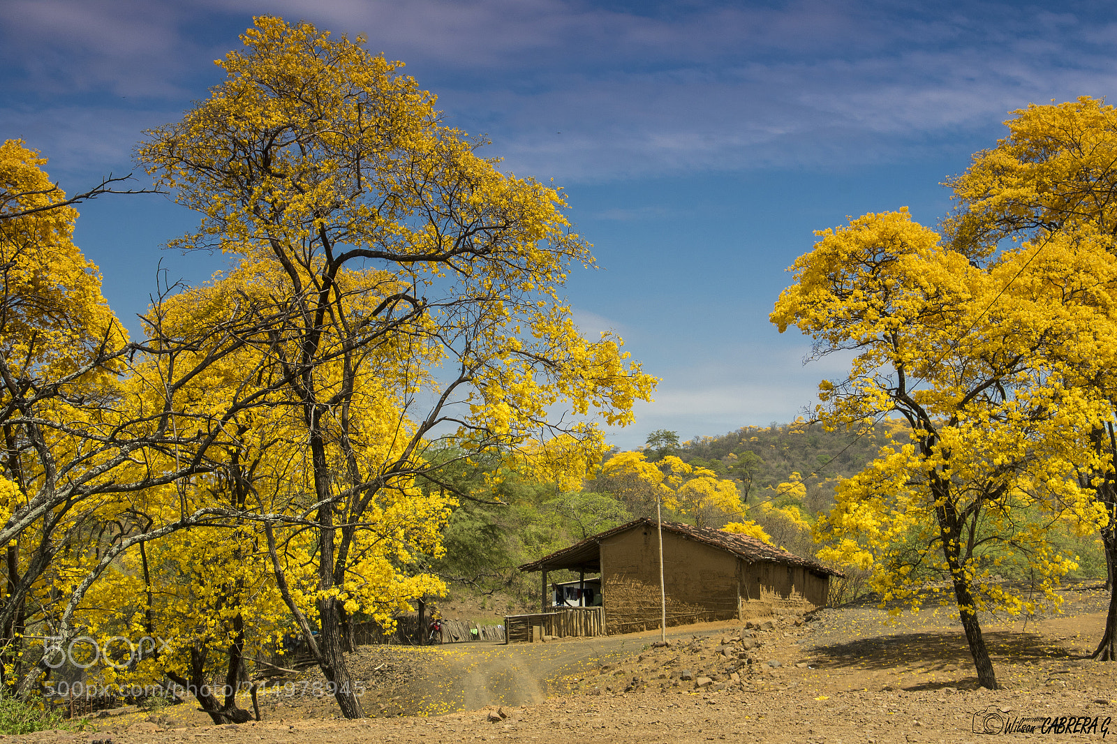 Canon EOS 7D Mark II sample photo. Florecimiento de los guayacanes photography