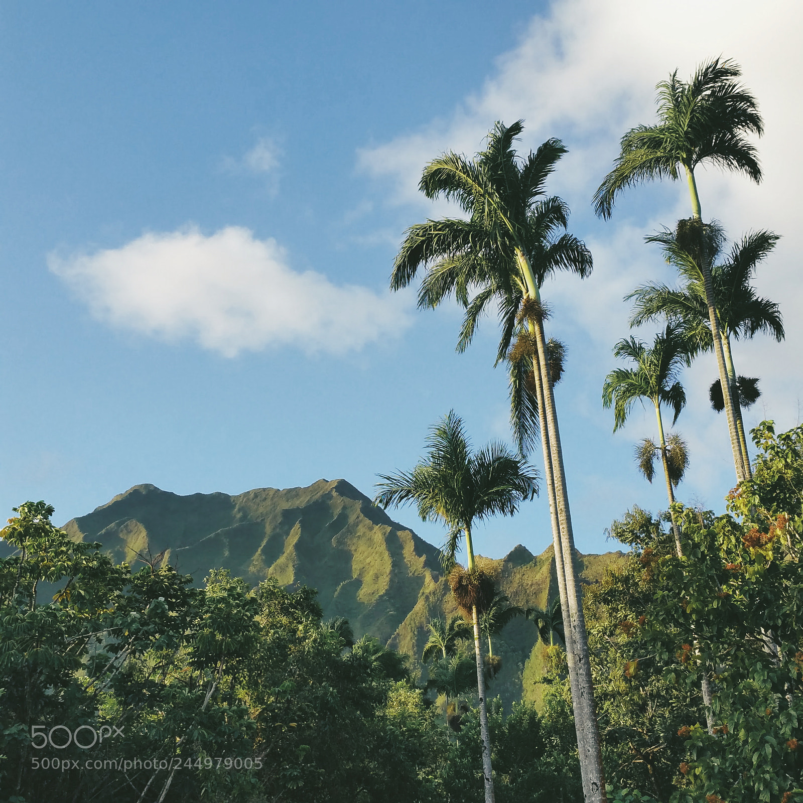 Samsung Galaxy Note4 sample photo. Ho'omaluhia botanical garden photography