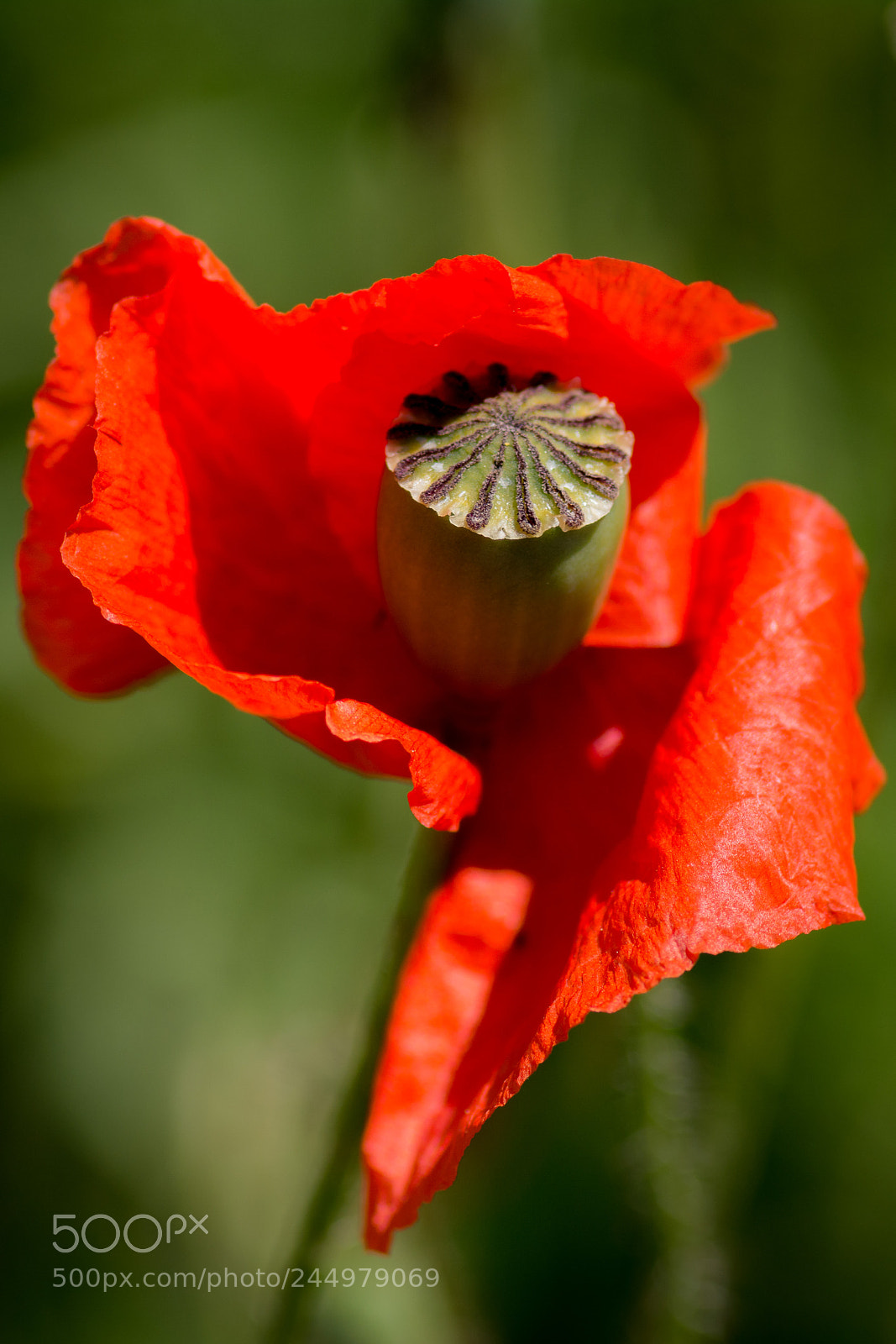 Nikon D7100 sample photo. Missing summer photography