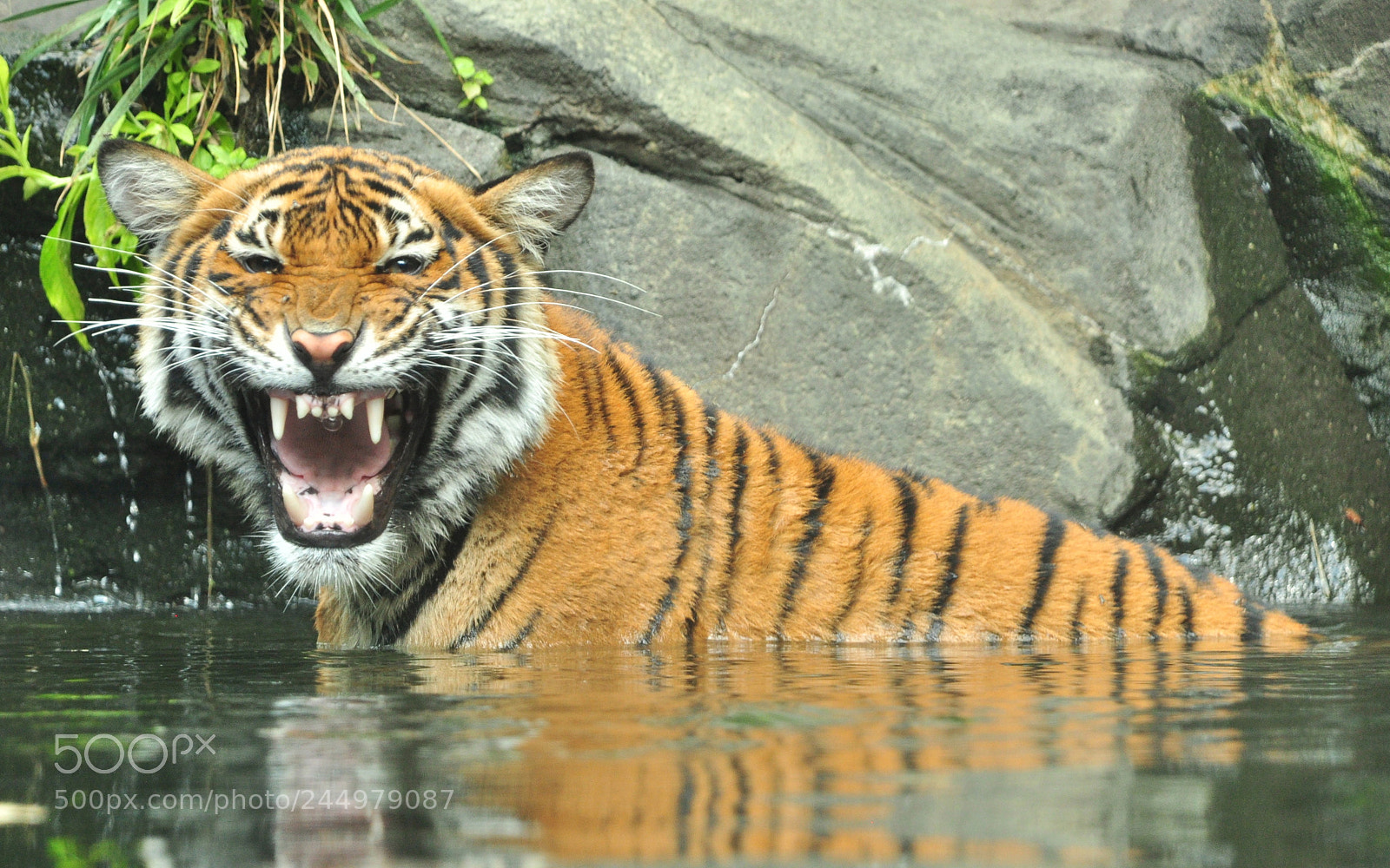 Nikon D90 sample photo. Amur tiger. while shooting photography