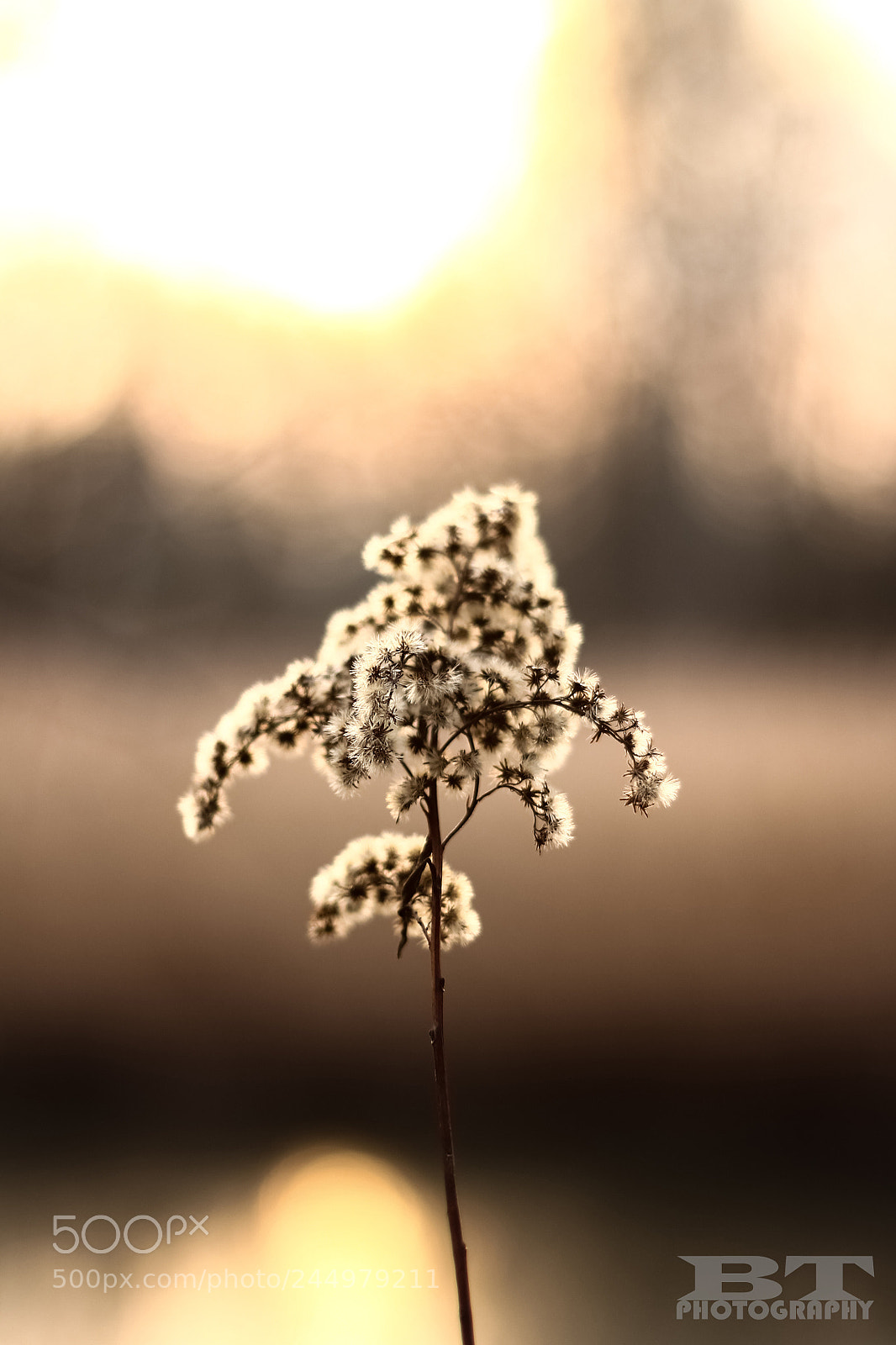 Canon EOS 1100D (EOS Rebel T3 / EOS Kiss X50) sample photo. Bokeh sunset photography
