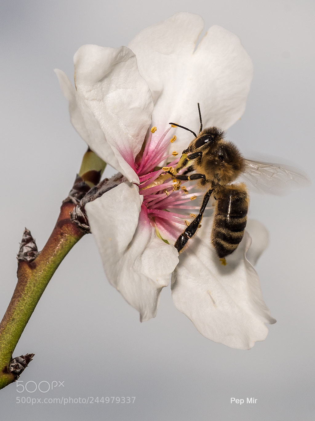 Sony a99 II sample photo. Abeja photography