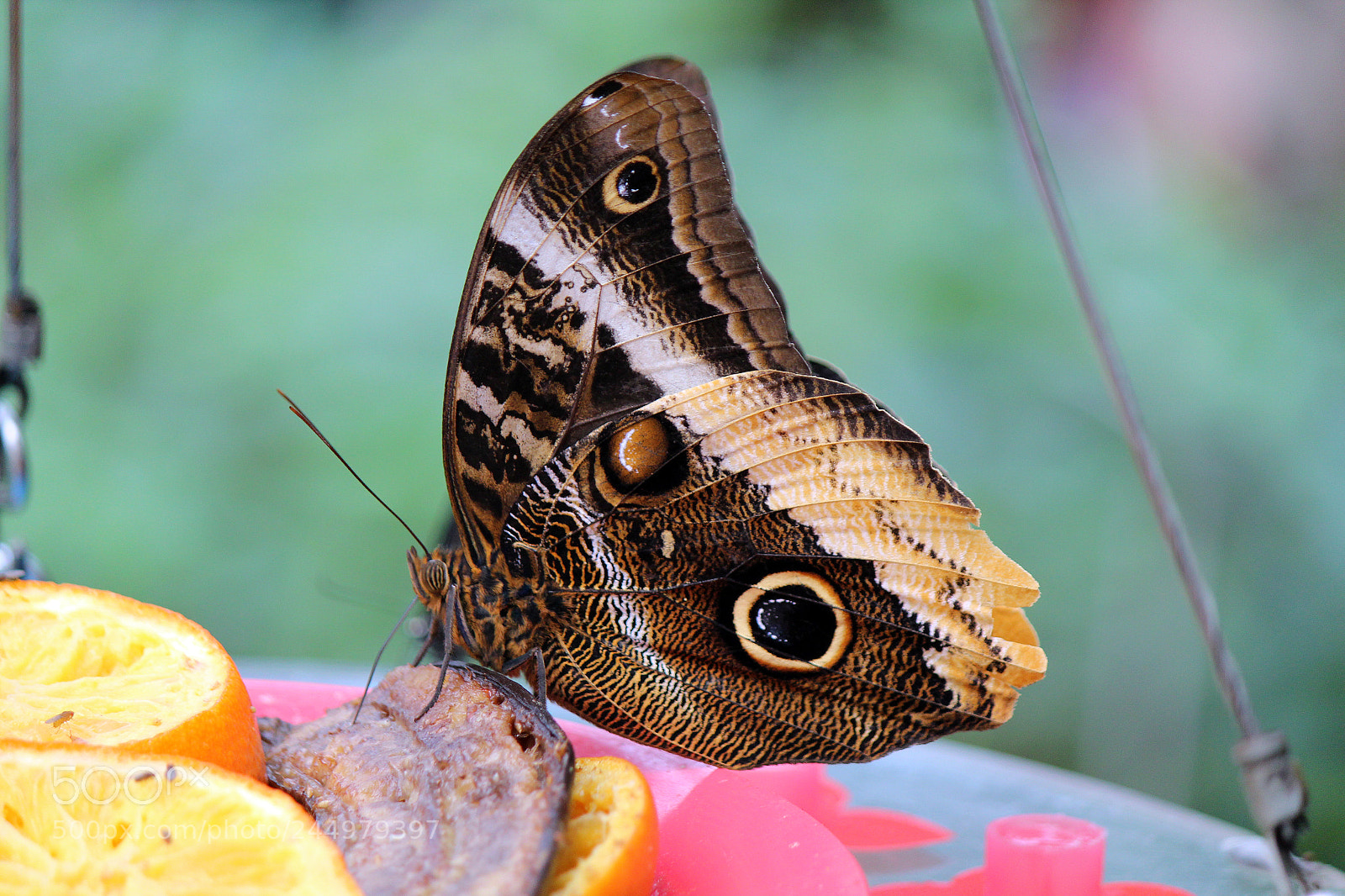 Canon EOS 1200D (EOS Rebel T5 / EOS Kiss X70 / EOS Hi) sample photo. Papiliorama photography