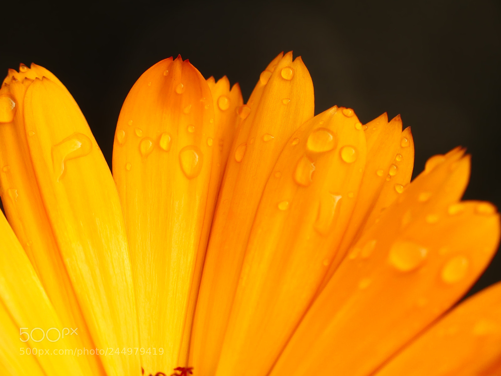 Panasonic Lumix DMC-FZ300 sample photo. Golden flower photography