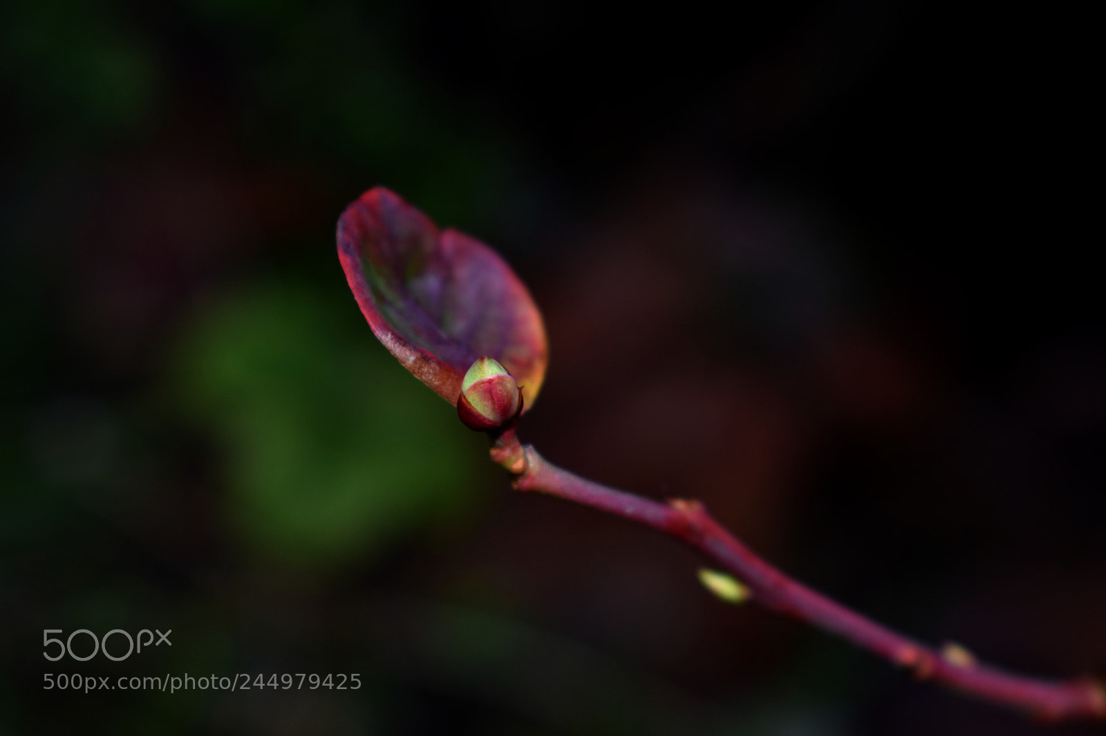 Nikon D3400 sample photo. Sprouting blueberry plant photography