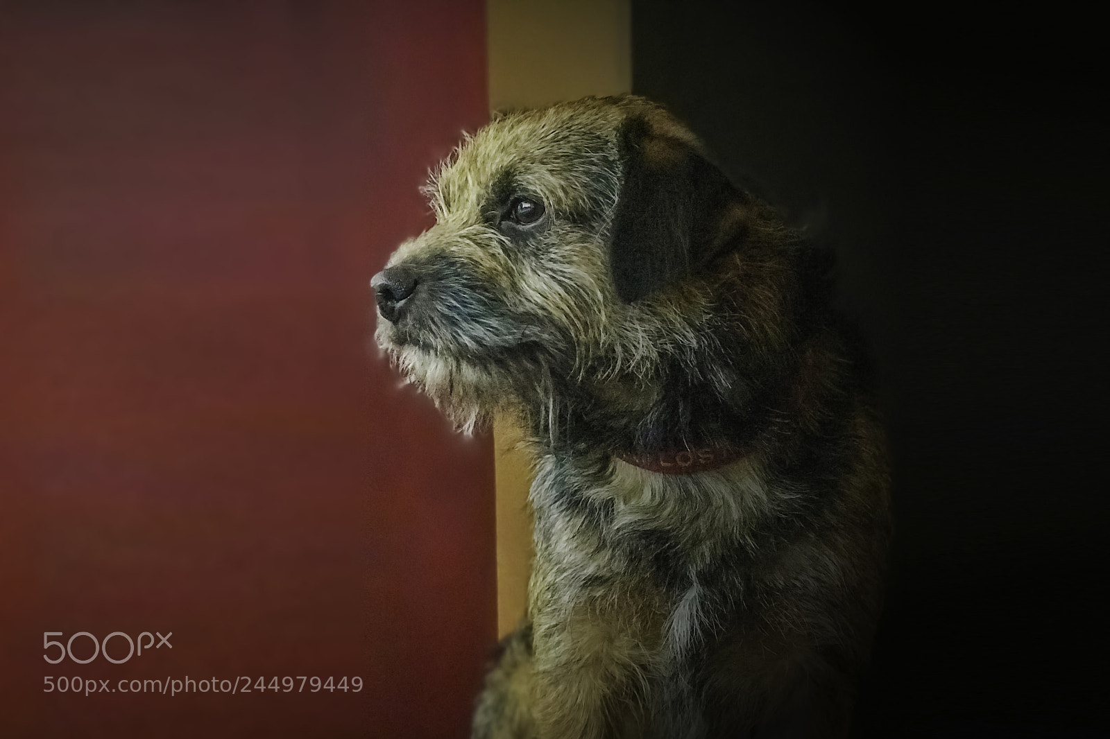 Fujifilm X-E3 sample photo. Border terrier albus photography