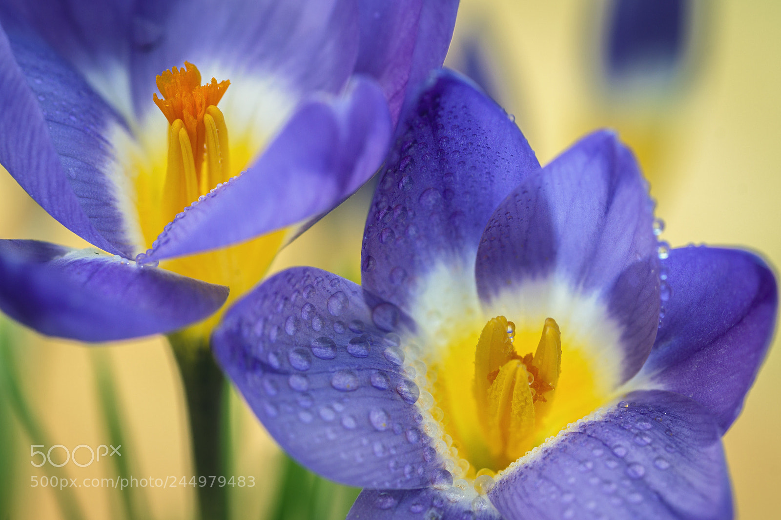 Sony SLT-A65 (SLT-A65V) sample photo. Crocus photography