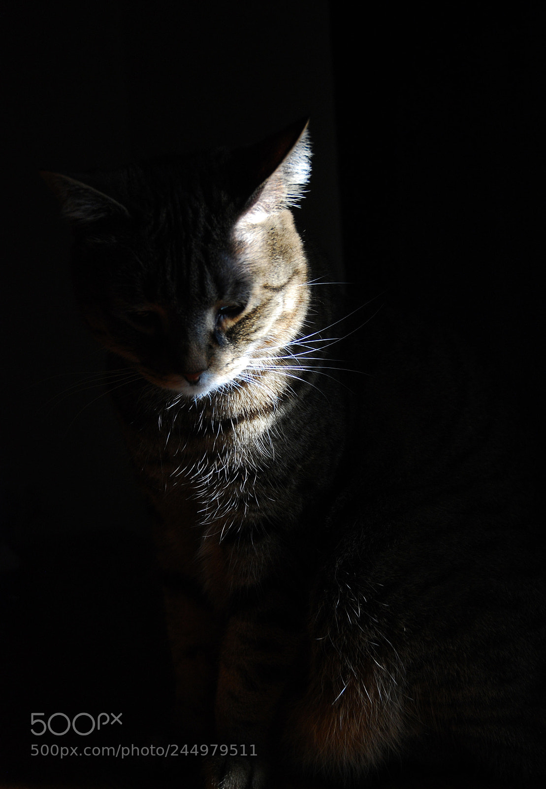 Nikon D80 sample photo. Mystery cat photography