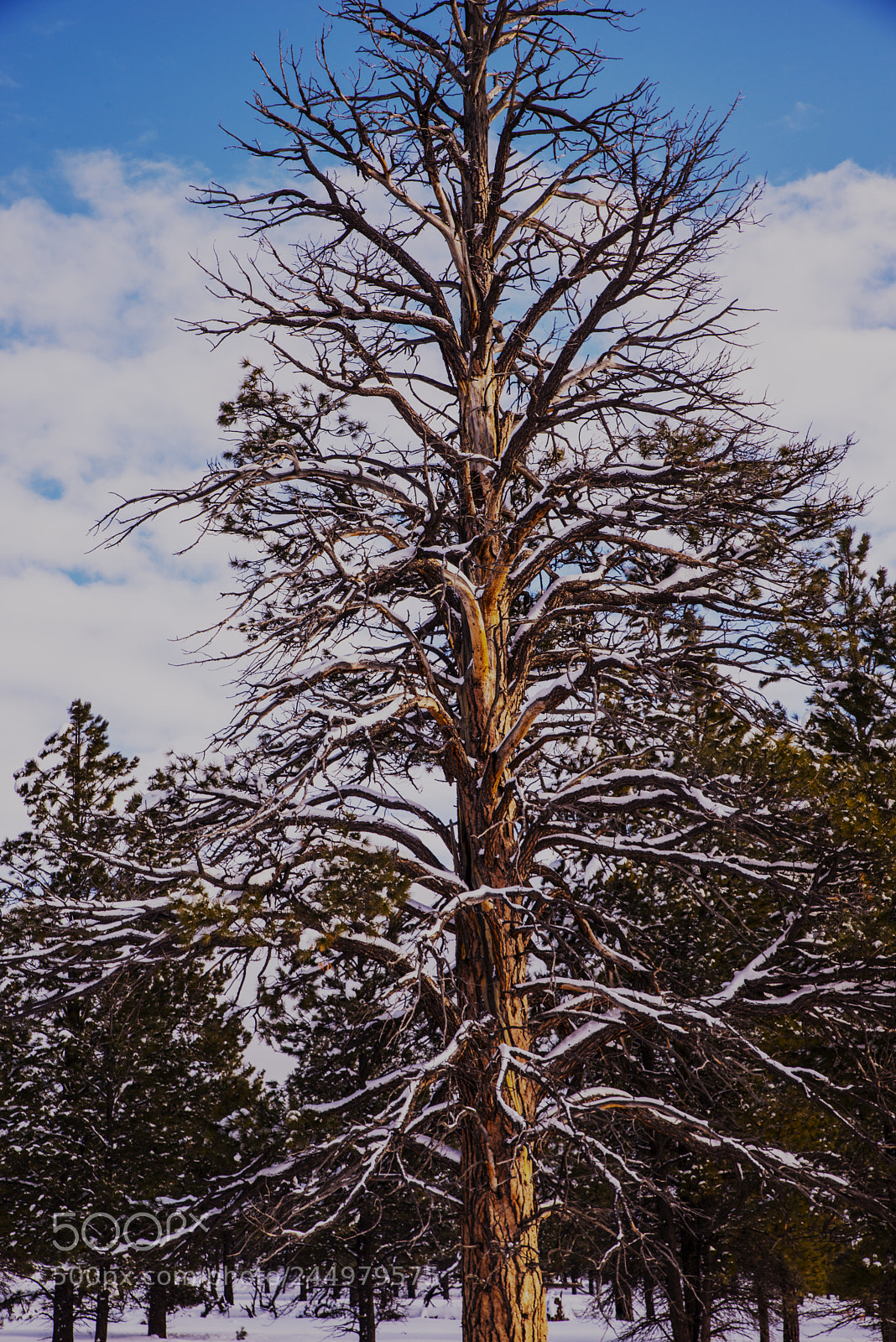 Nikon D800 sample photo. Bryce24.jpg photography