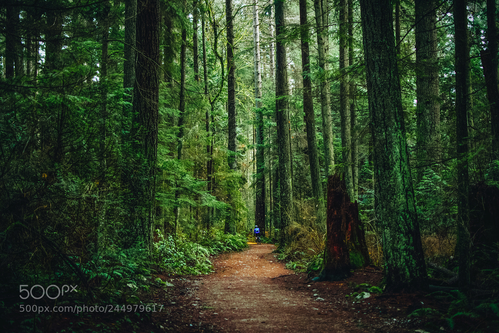 Nikon D7200 sample photo. Pacific spirit photography