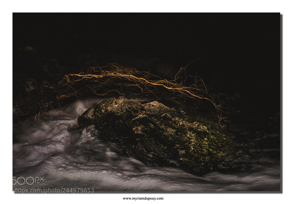 Nikon D810 sample photo. Golden roots photography