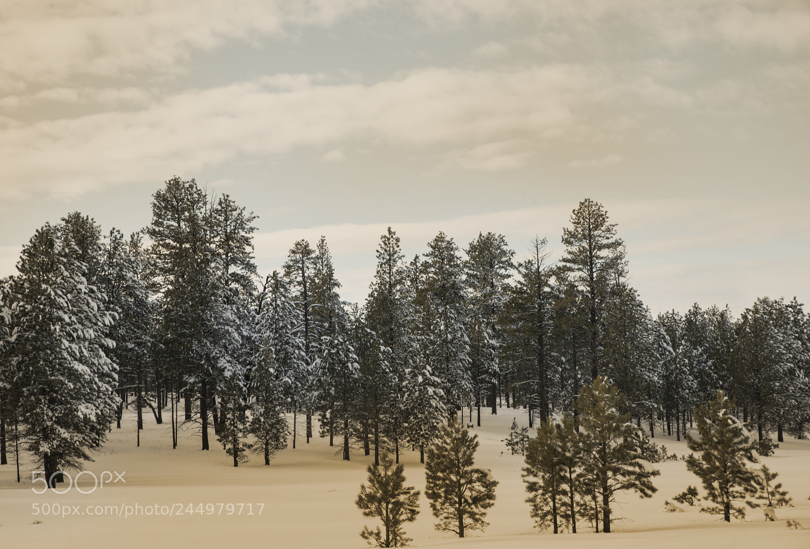 Nikon D800 sample photo. Bryce29.jpg photography