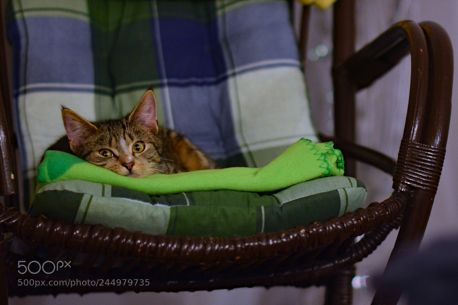 Nikon D7100 sample photo. Kitten photography