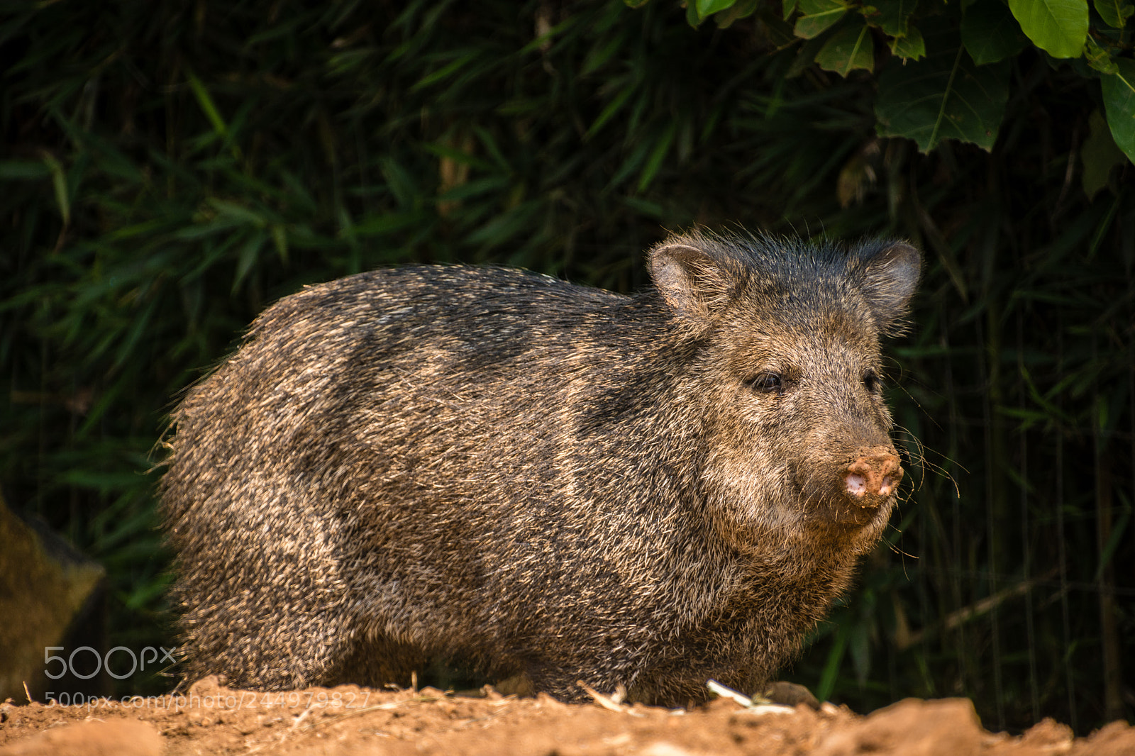 Nikon D7200 sample photo. Collared peccary photography