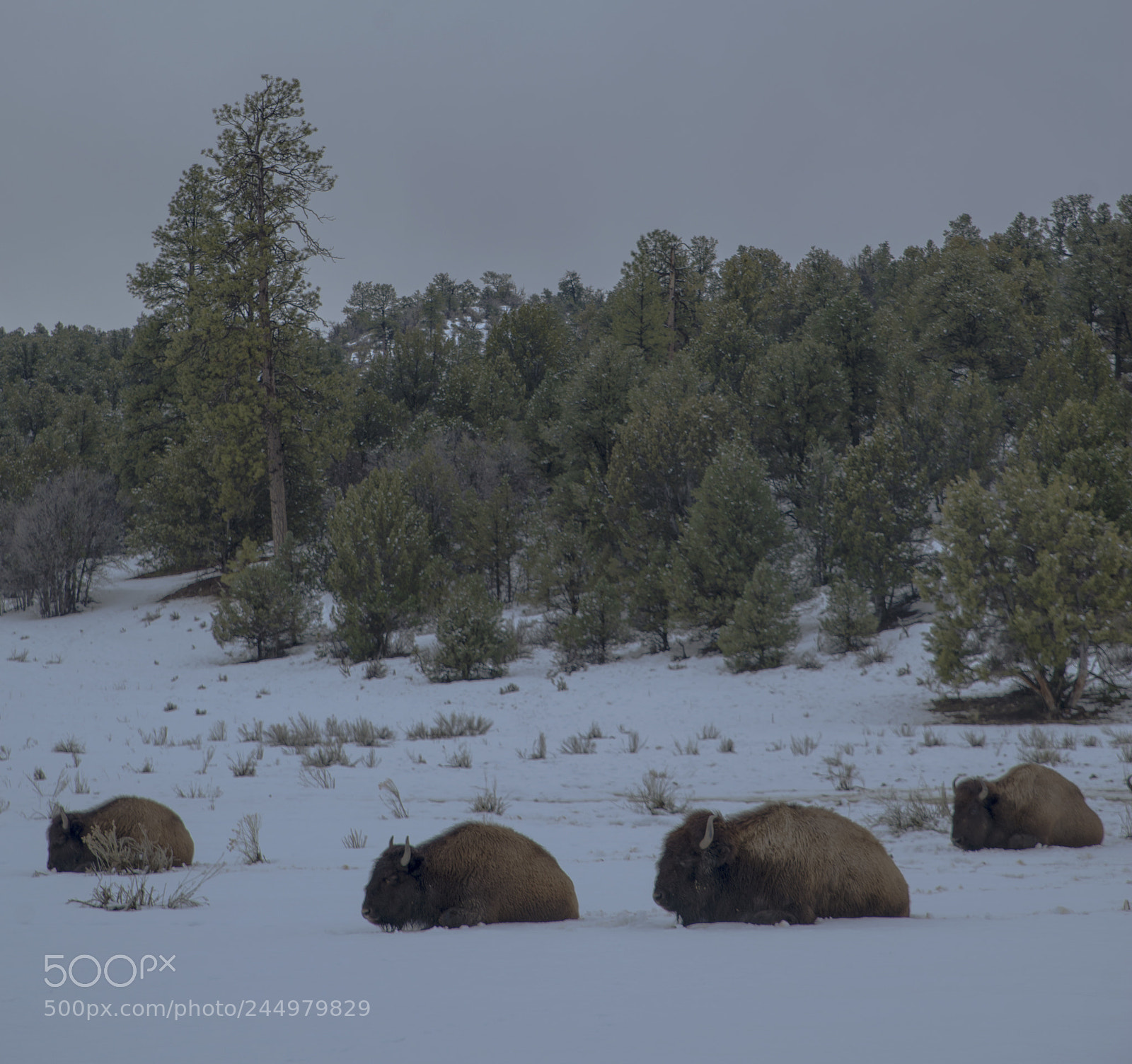 Nikon D800 sample photo. Buffalo photography