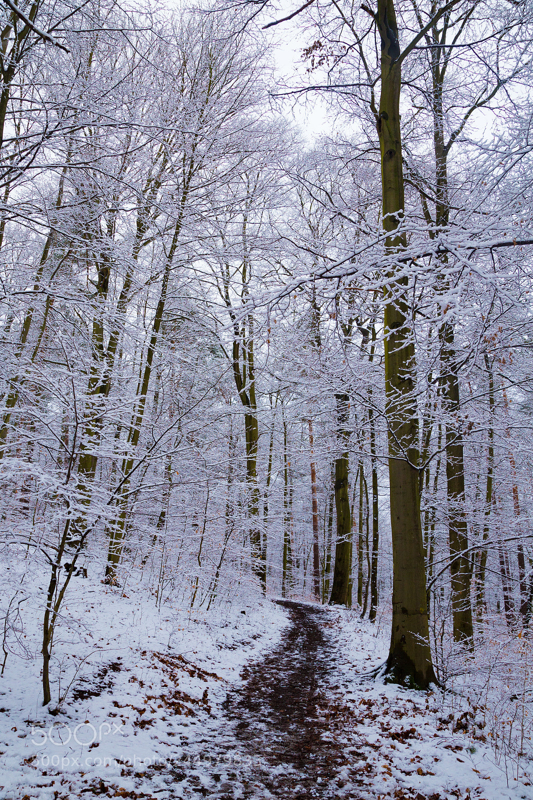 Canon EOS 6D sample photo. Winter path photography