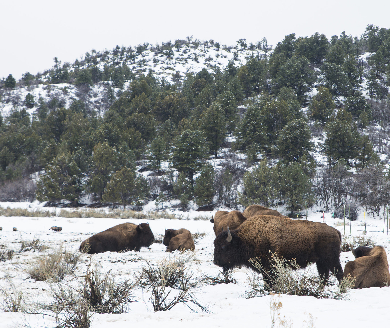 Nikon D800 sample photo. Buffalo photography