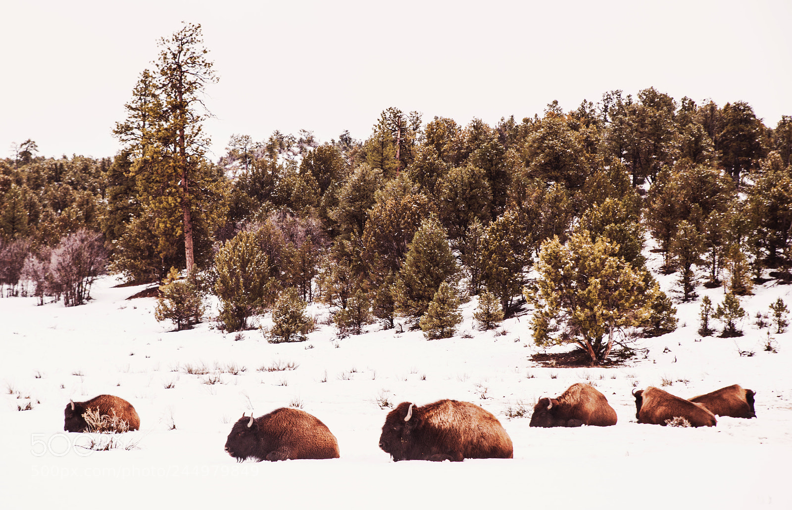 Nikon D800 sample photo. Buffalo3.jpg photography