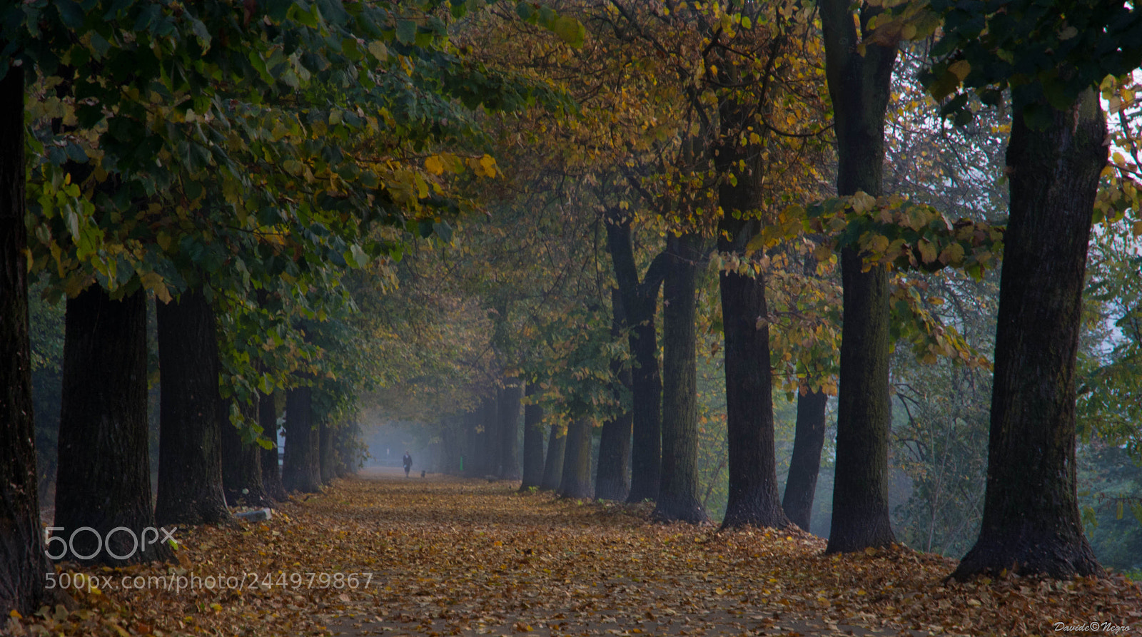 Nikon D7100 sample photo. Viale photography