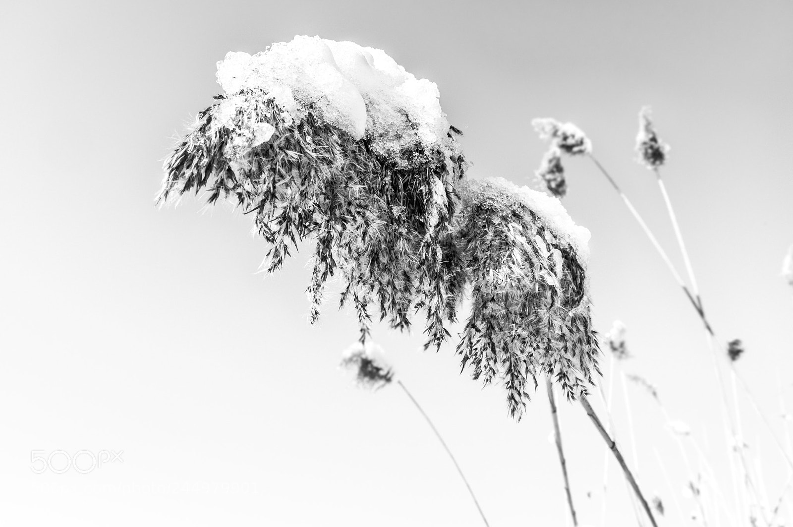 Fujifilm X-T20 sample photo. February photography