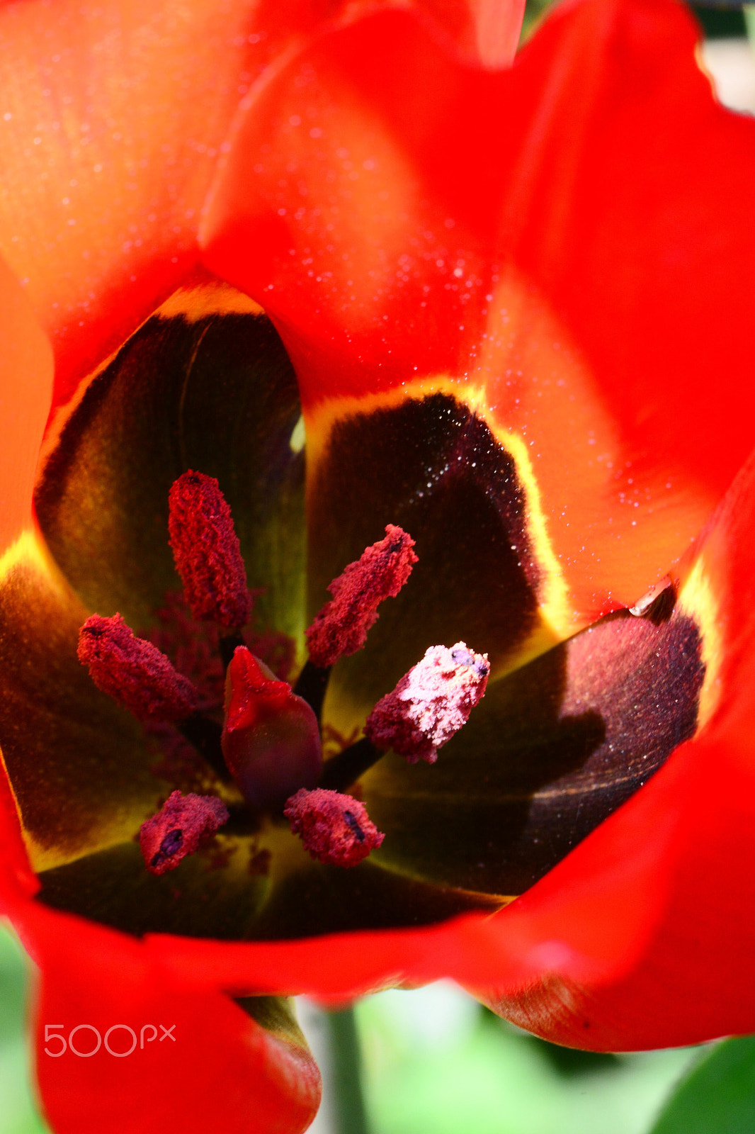 Nikon AF-S Micro-Nikkor 105mm F2.8G IF-ED VR sample photo