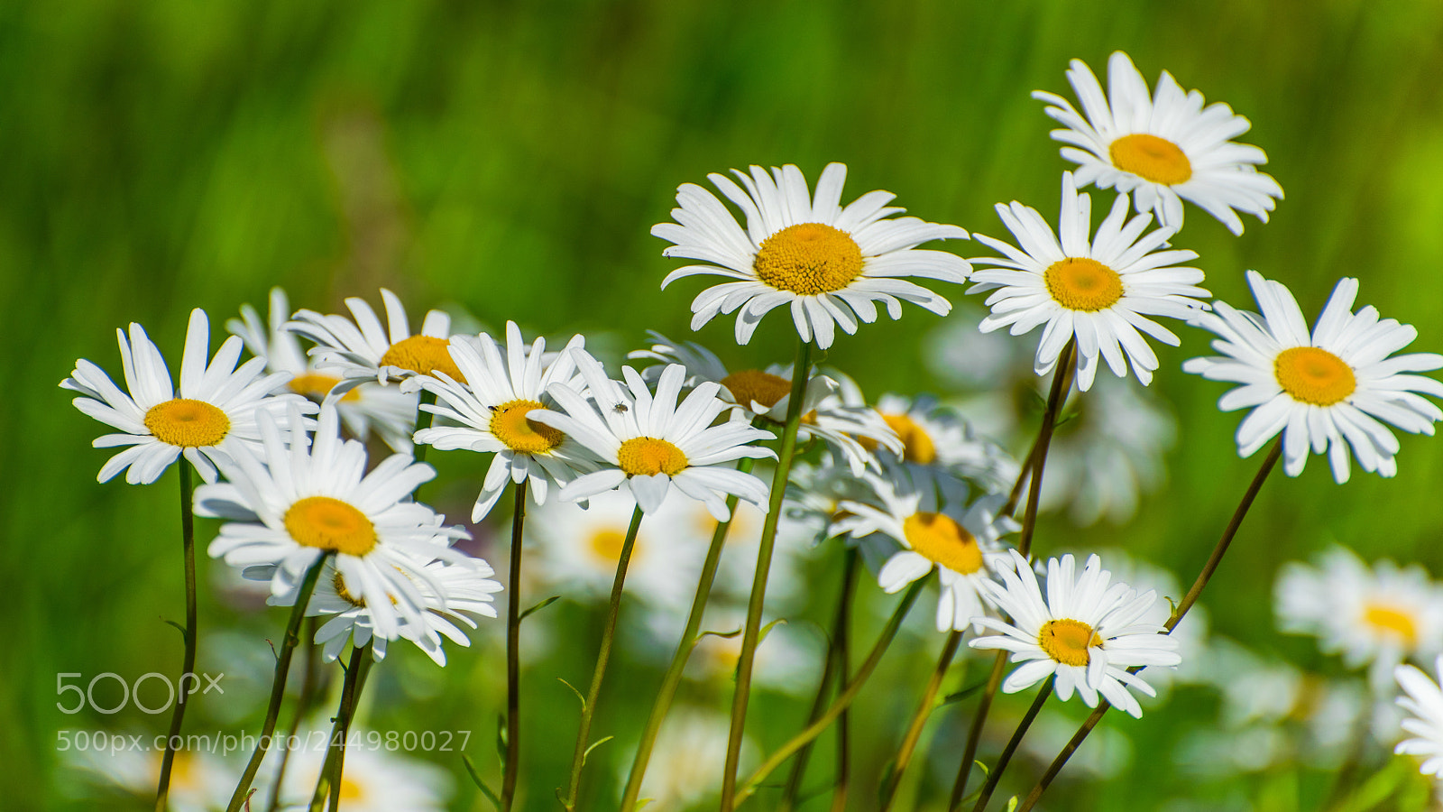 Nikon D810 sample photo. Chamomiles photography