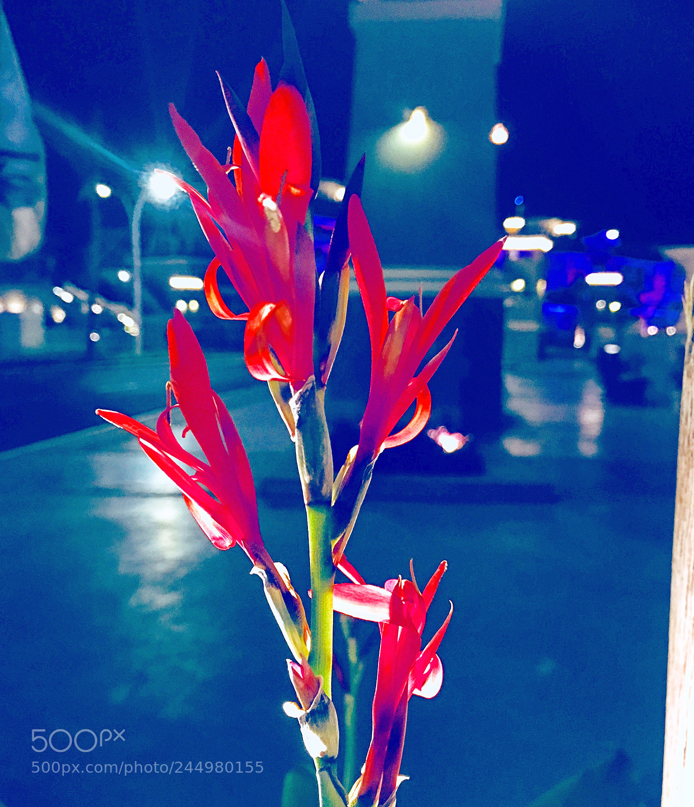 Apple iPhone 6s Plus sample photo. Untitled photography
