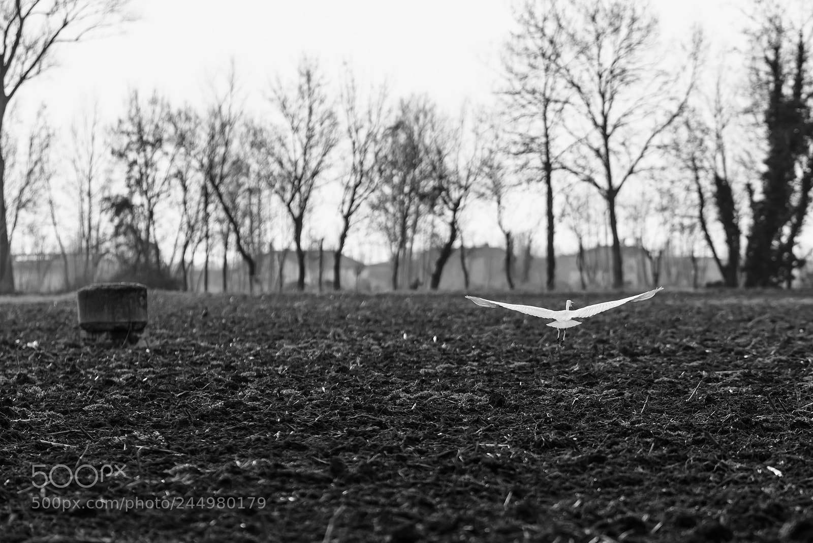 Nikon D800 sample photo. L'airone bianco photography