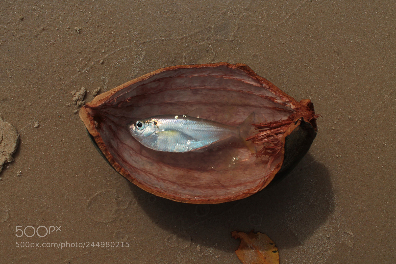 Canon EOS 1100D (EOS Rebel T3 / EOS Kiss X50) sample photo. Fish in a natural photography