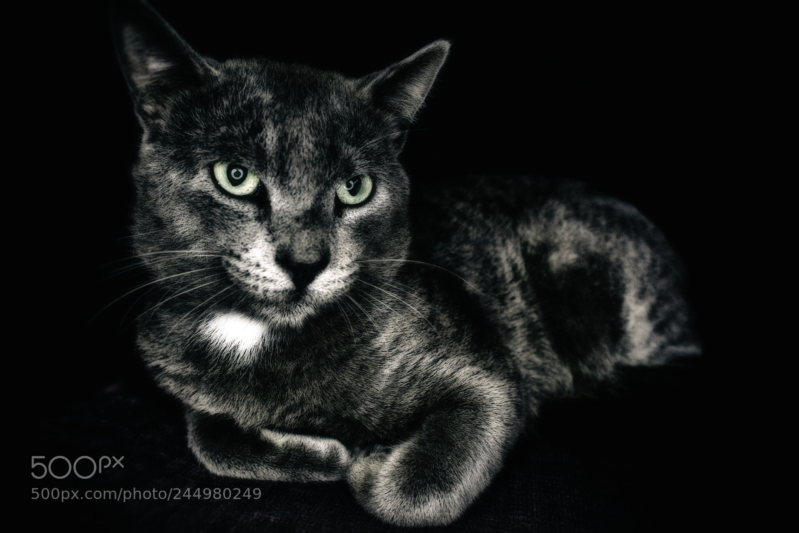 Nikon D600 sample photo. Emojy # 4521 photography