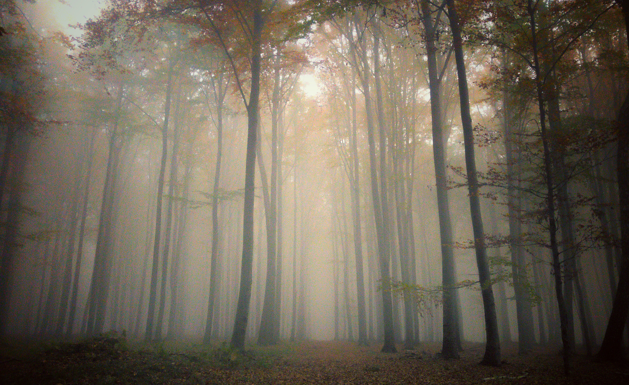 LG V10 sample photo. In fog photography