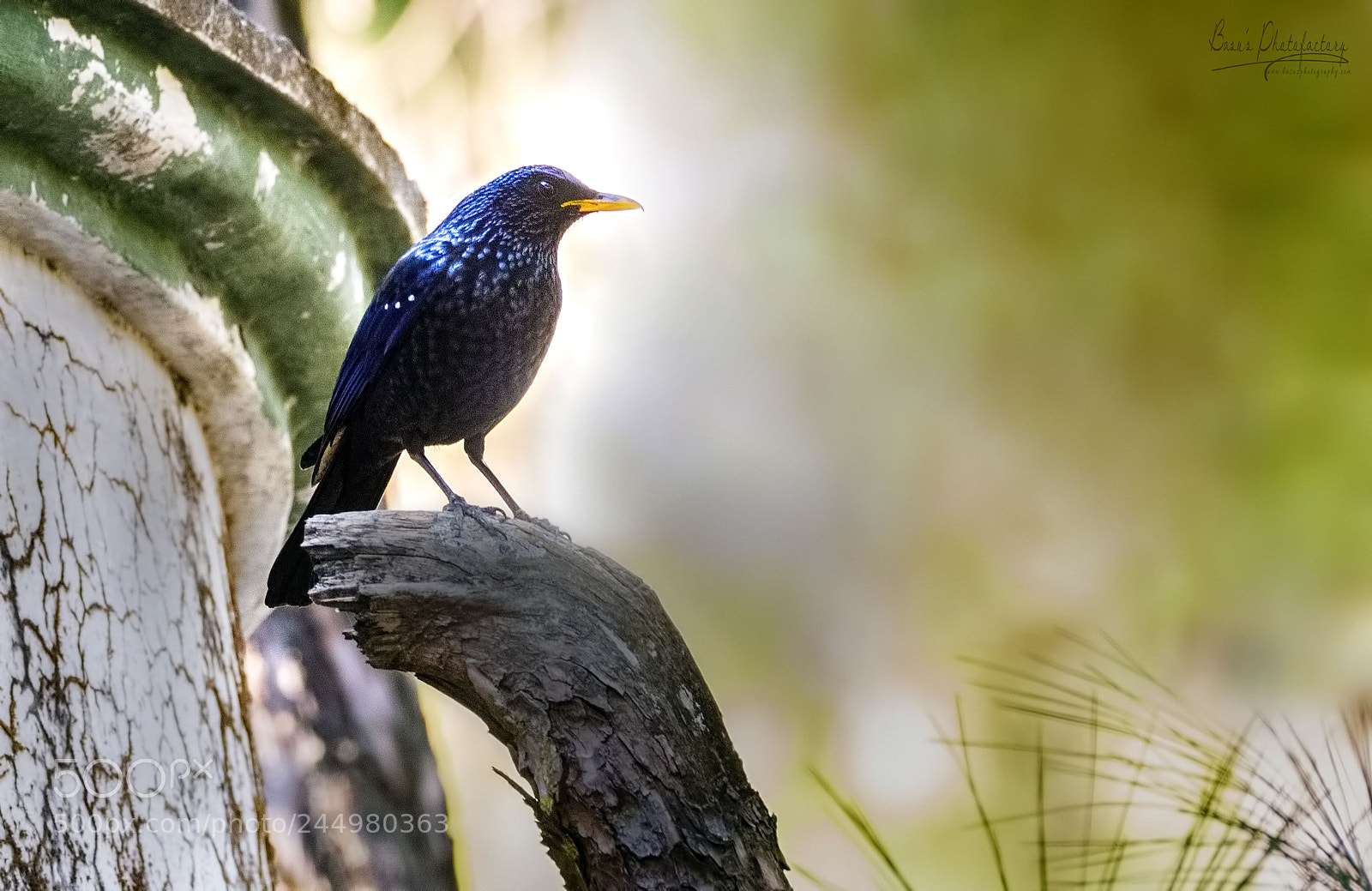 Nikon D810 sample photo. The whistler of the photography