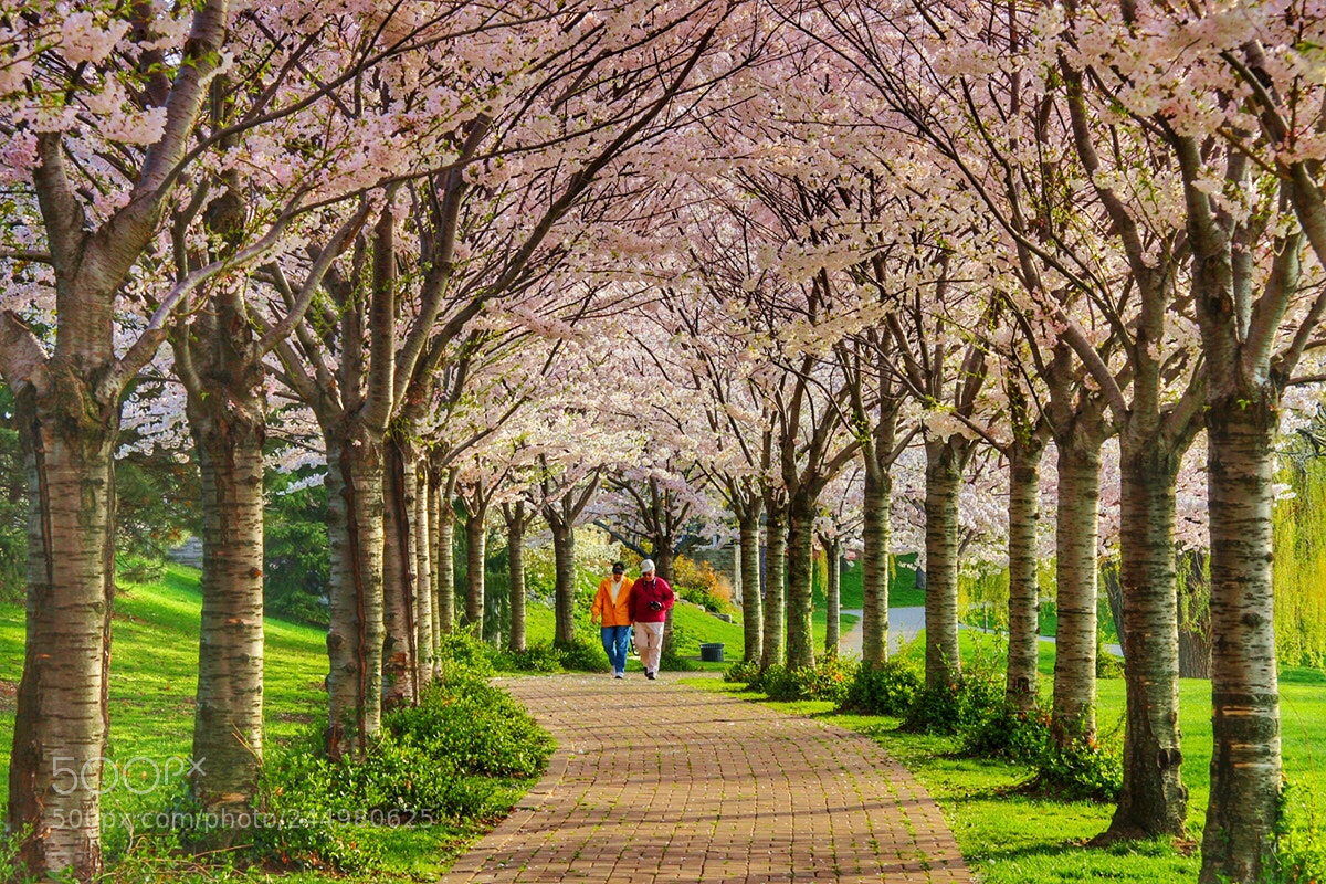 Canon EOS 40D sample photo. Spring color photography