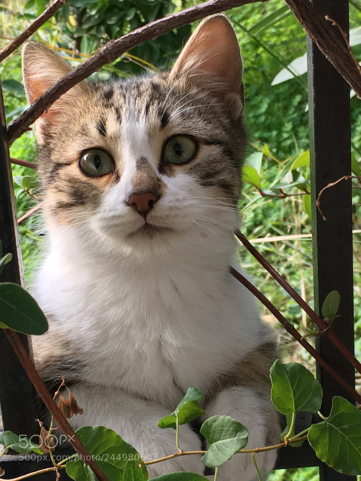 Apple iPhone 6s sample photo. So adorable photography