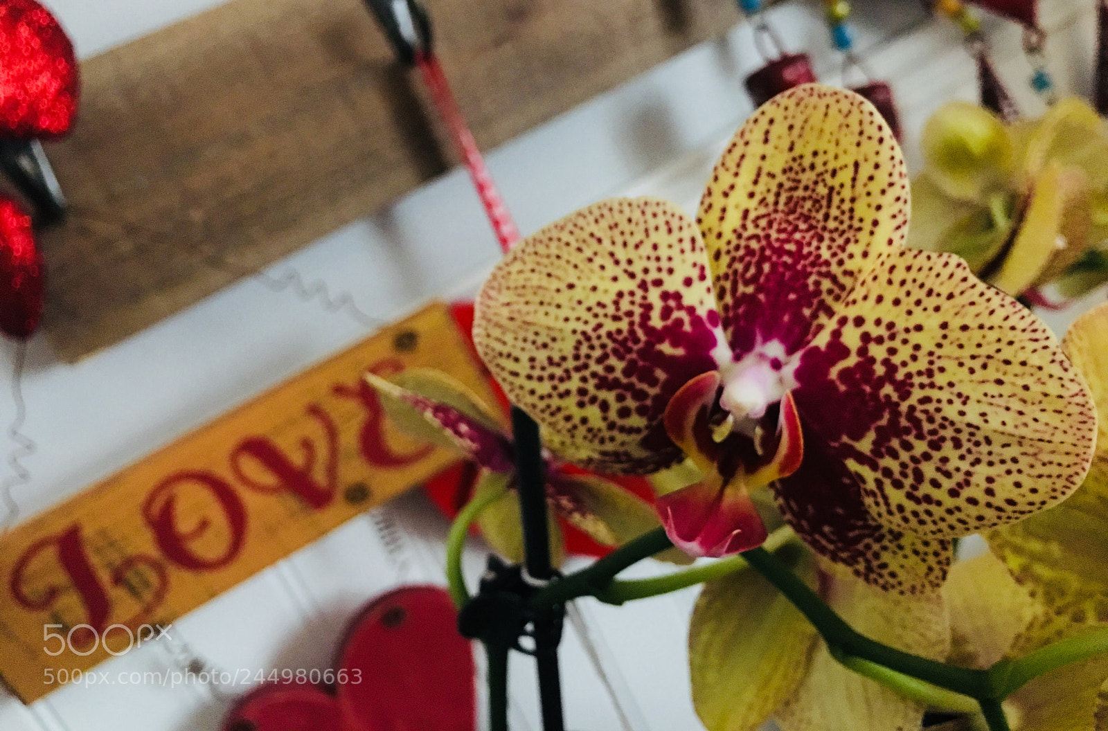 Apple iPhone 6s Plus sample photo. Love phalaenopsis photography