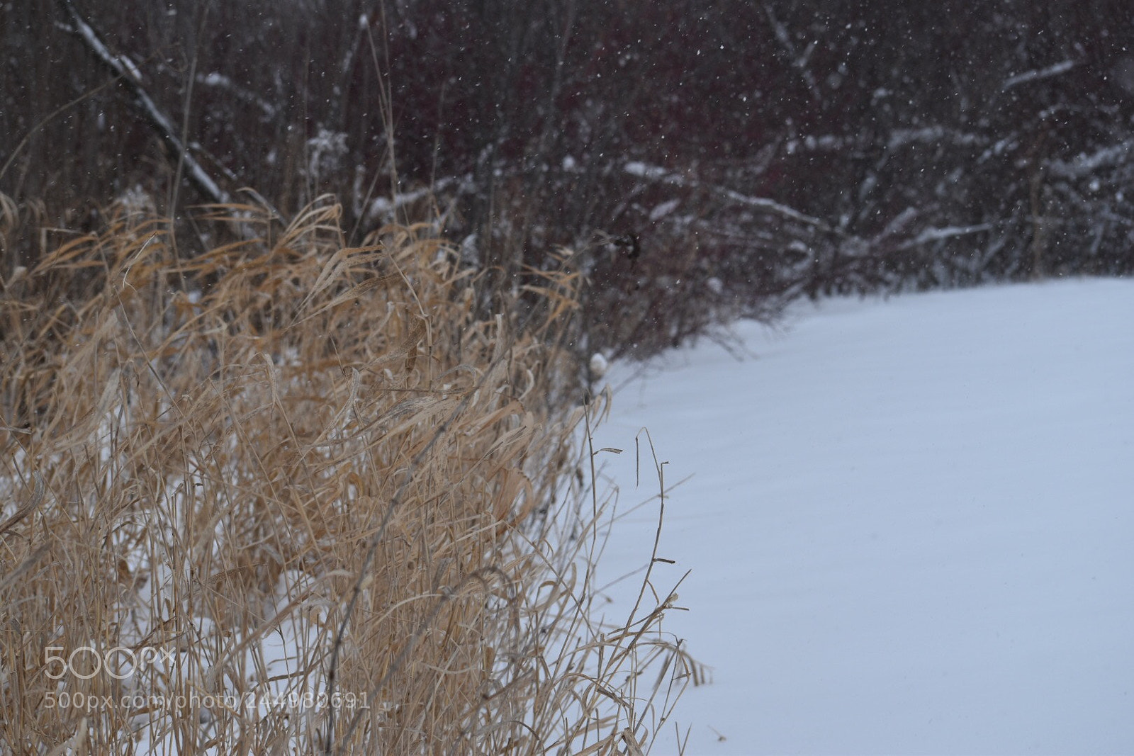 Nikon D5500 sample photo. Snowy bushes photography
