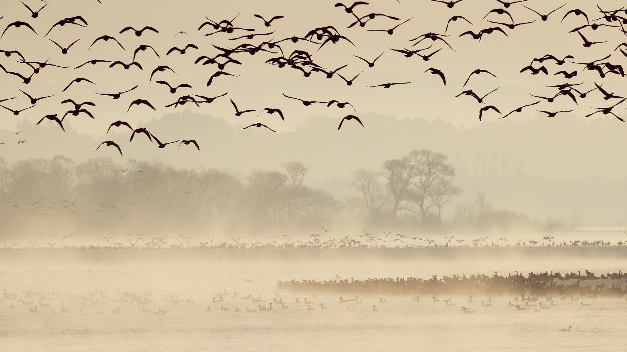 Canon EOS-1D X + Canon EF 600mm f/4L IS sample photo. Wild geese flied off photography