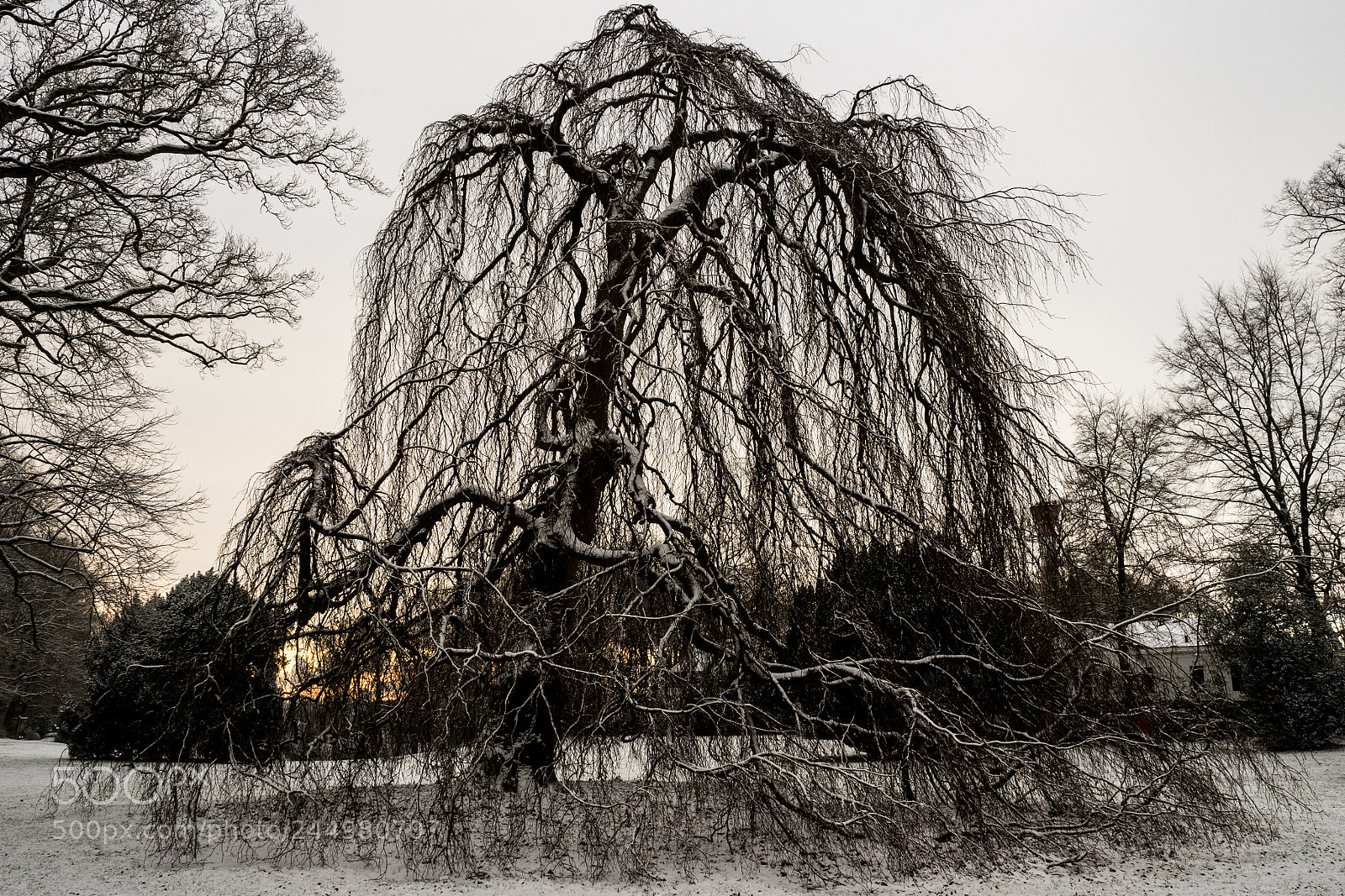 Olympus OM-D E-M5 II sample photo. Winter tree photography