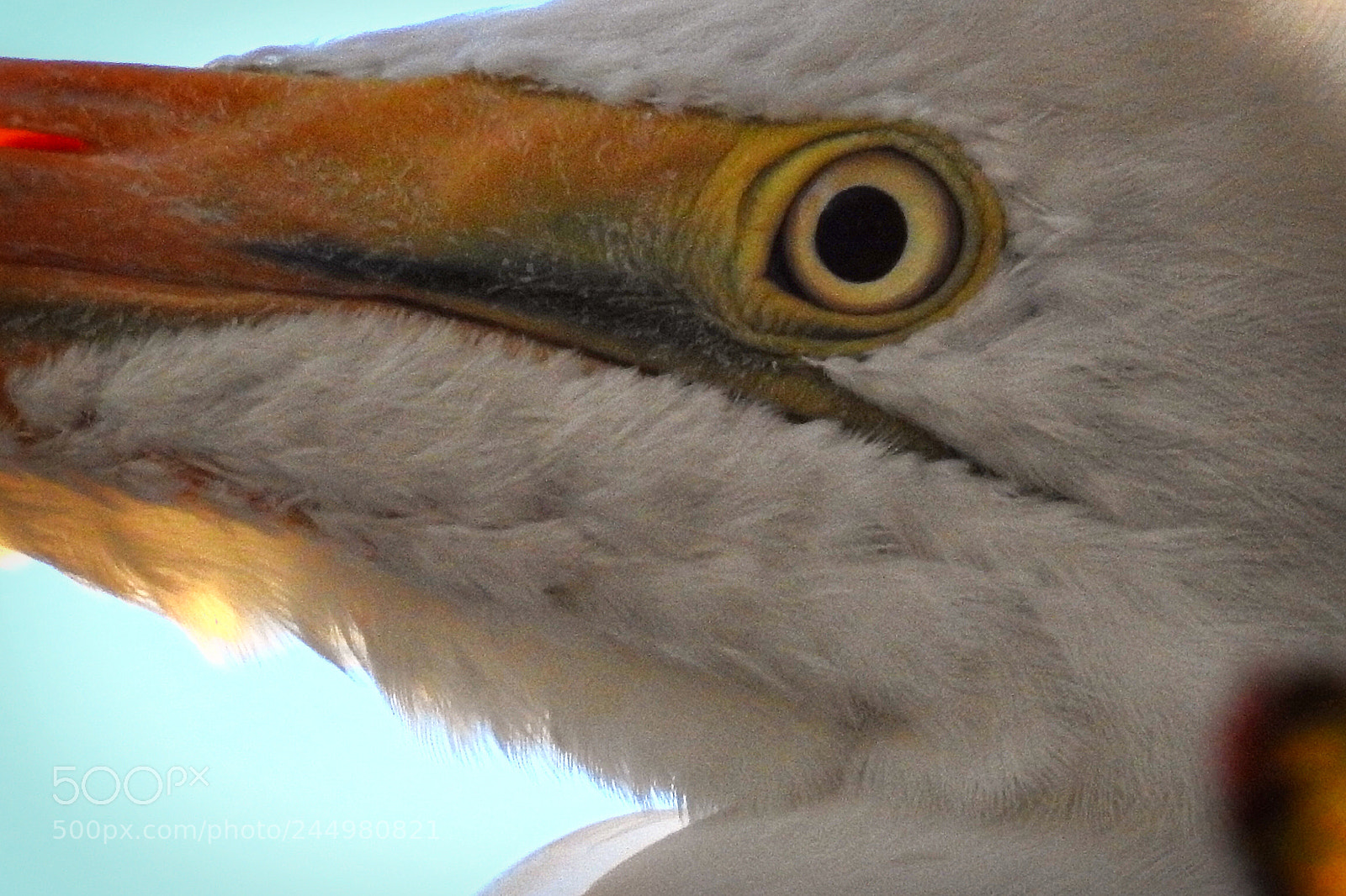 Nikon Coolpix P900 sample photo. Snowy egret photography